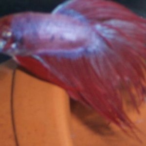 newbetta3.jpg