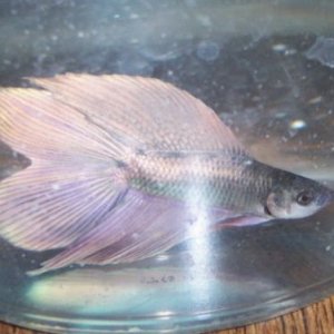 newbetta1.jpg