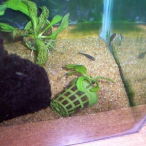 Otos_and_baby_gupp.jpg