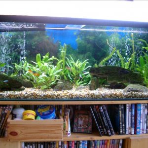 resizedfishtank.jpg