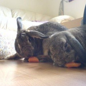 buns_eating.jpg_3.jpg