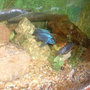 ShowthemthisFIsh.JPG