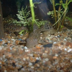 PLECOSENDIT.JPG