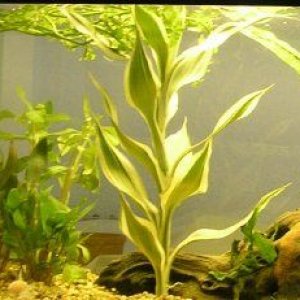 plant.jpg