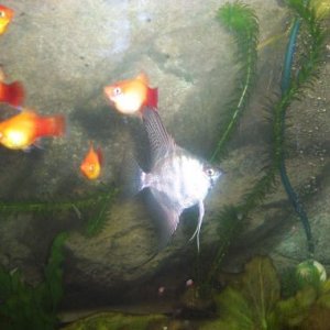 Angels_and_platys_2.jpg