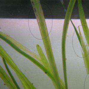 plant3.JPG