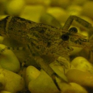 shrimp.JPG