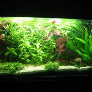 full_tank.jpg