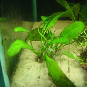 algae_pic1.jpg