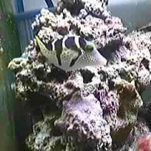 puffer1.JPG