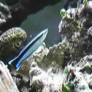wrasse.JPG
