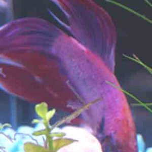 Gill_copy.jpg