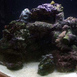 Tank2.jpg
