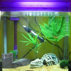 Puffers_Copy.jpg