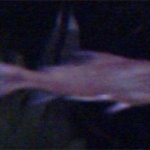img17.jpg