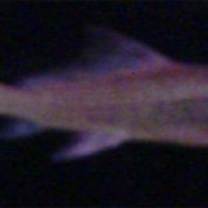 IMG10.JPG