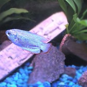 Gourami.jpg