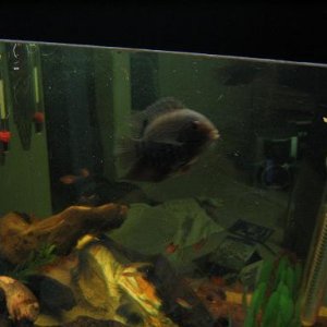 fish_001.jpg