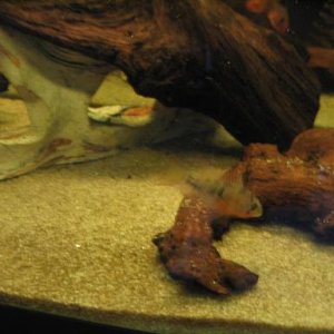 fish_003.jpg