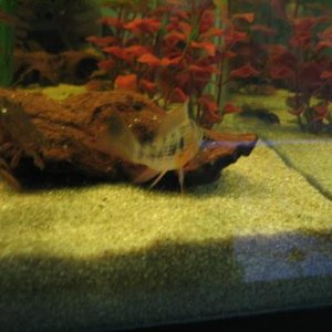 fish_004.jpg