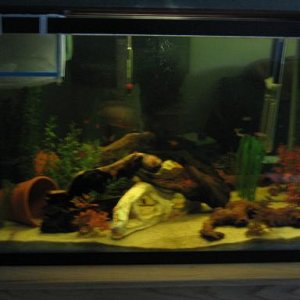 fish_006.jpg