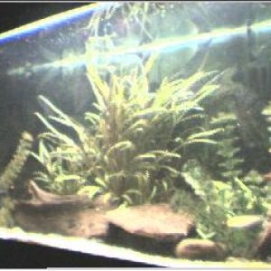 Fish_Tank_05.jpg