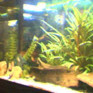 fish_tank_55.jpg