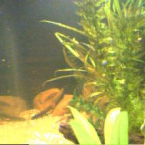 fishtank57.jpg