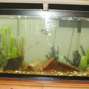 fish_tank__88.jpg