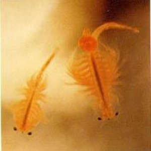 seamonkeys.jpg