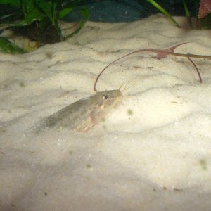 loach08142.jpg