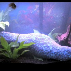 New_Tank_with_Sand.jpg