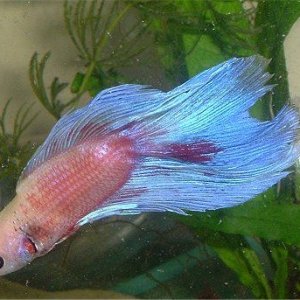 berry6.jpg