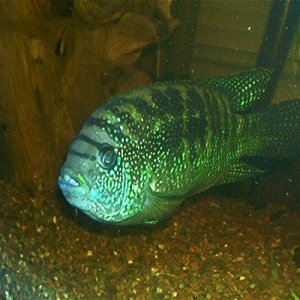 fish_0813_038.jpg