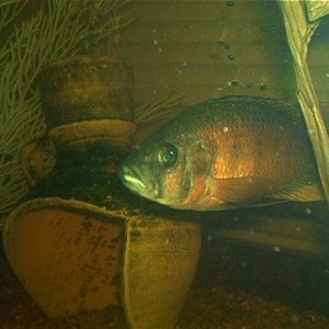 fish_0813_035.jpg
