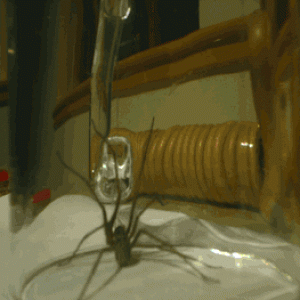 spider_2.gif