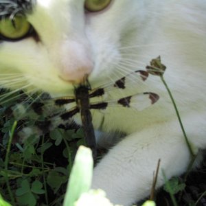 nemosnose.JPG