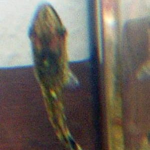 sick_oto_81905_008.jpg