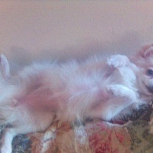 Reclining_doggy.jpg