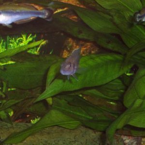 rainbow_fish_and_female_fryerei.jpg