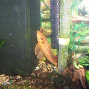 golden_plec.jpg