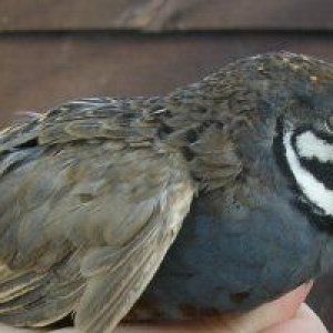 wildtypechinesecock.jpg