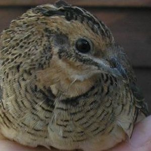 wildtypechinesehen.jpg