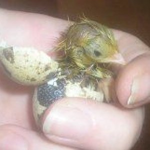 chicks_003.jpg