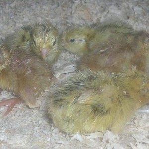chicks_1.jpg