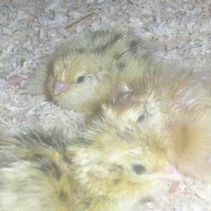 chicks2.jpg