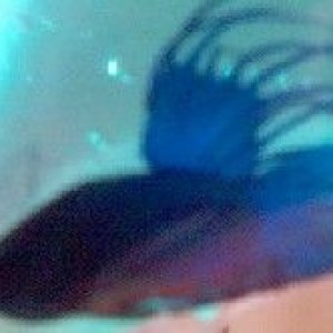 Black_and_Blue_III.jpg