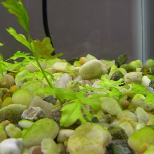 plant2.JPG