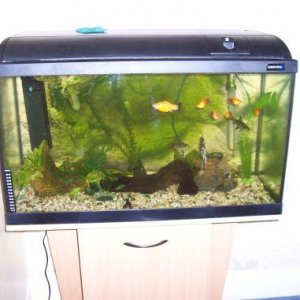 30g_apisto.jpg