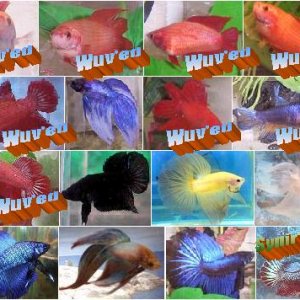 BettaBuddies003.jpg